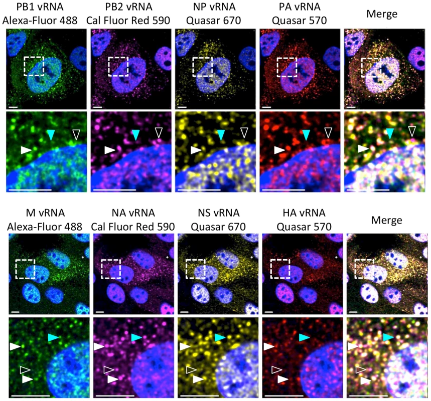 Visualization of four distinct influenza viral gene segments within a single cell.