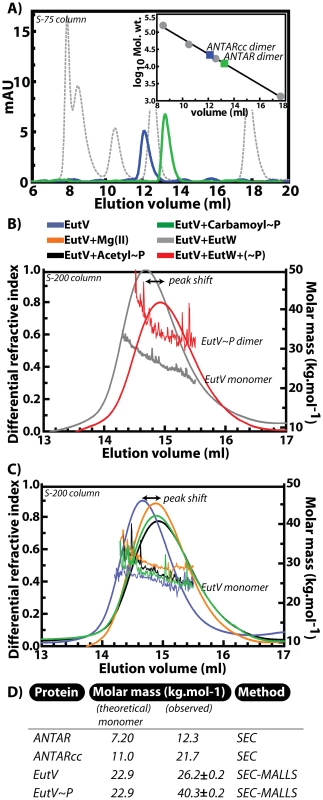 Dimerization of ANTAR-containing proteins.