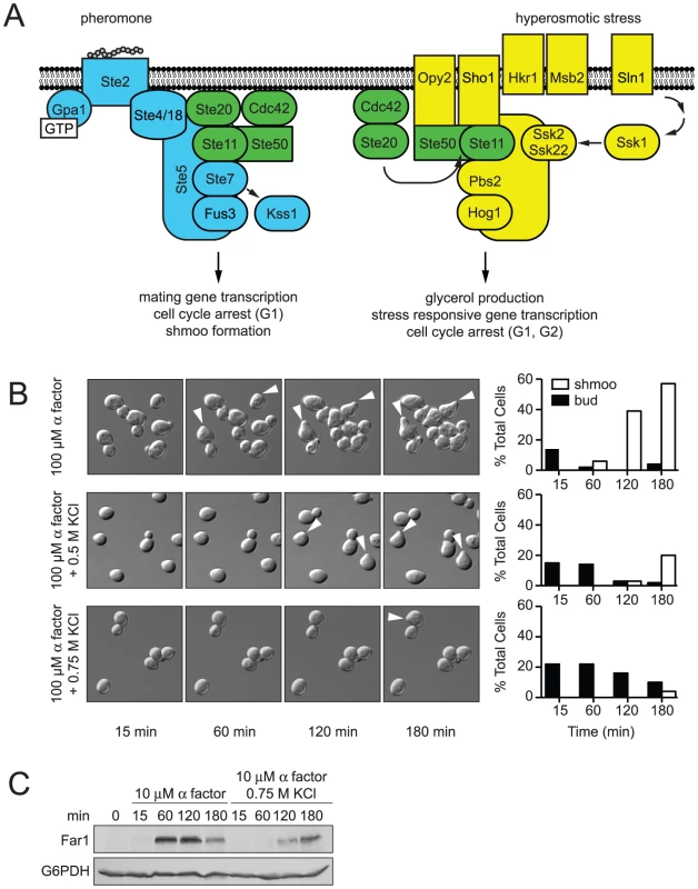 Hyperosmotic stress delays mating differentiation.