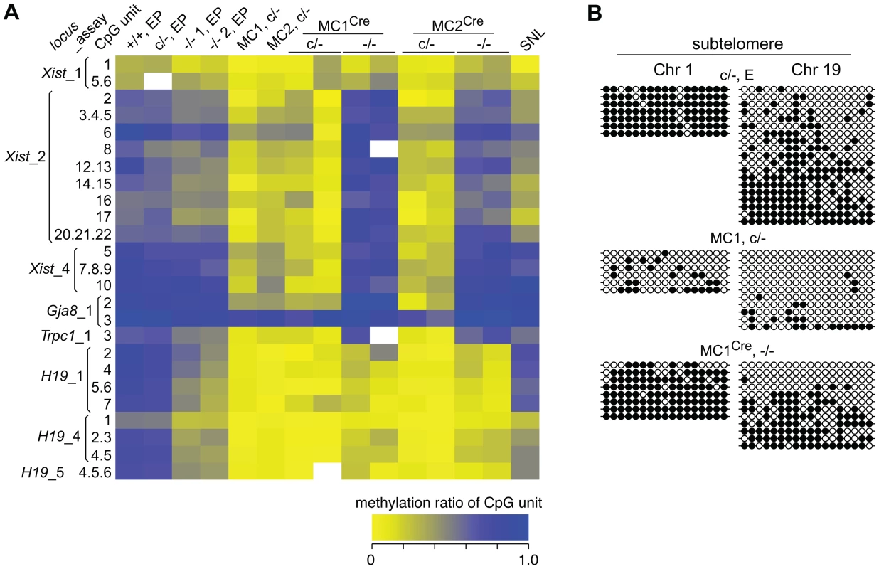 DNA methylation analysis of single copy sequences.