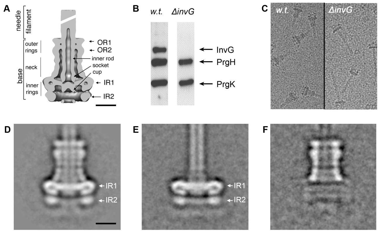 InvG forms the outer rings and neck region of the needle complex.