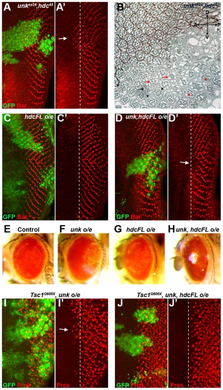 <i>unk</i> and <i>hdc</i> act together to control the timing of photoreceptor differentiation.