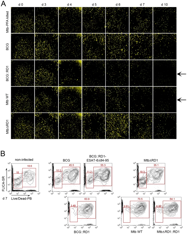 Evolution of cell numbers during the time course of infection with different <i>M. tuberculosis</i> complex members.