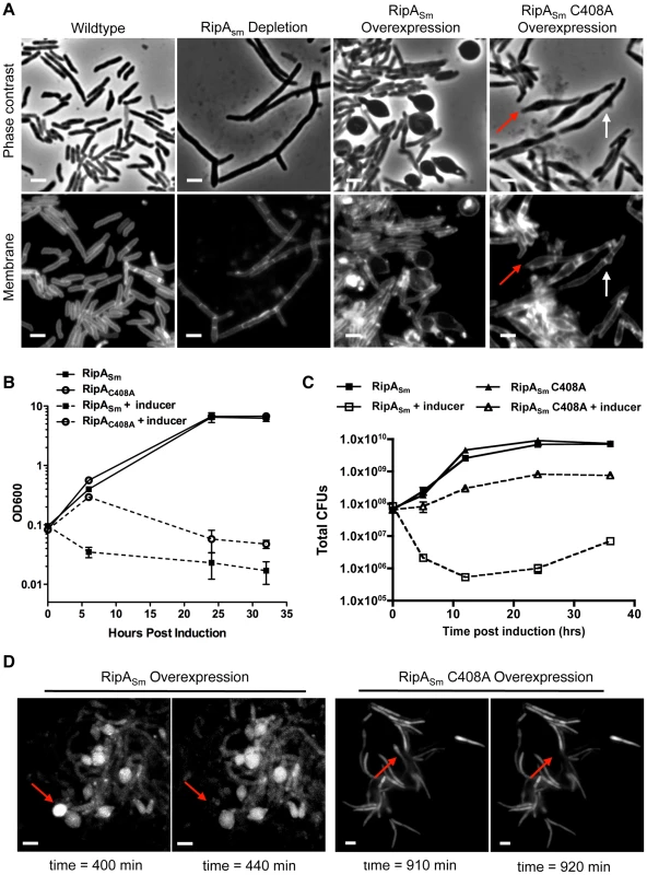 Dysregulation of RipA in <i>M. smegmatis</i> causes growth attenuation.