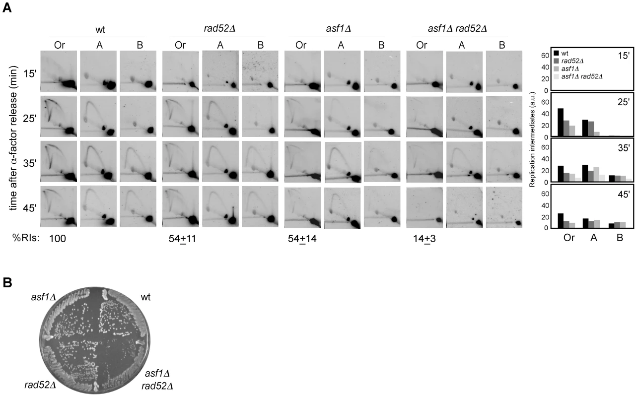 Homologous recombination is required for replication fork rescue in <i>asf1Δ</i>.