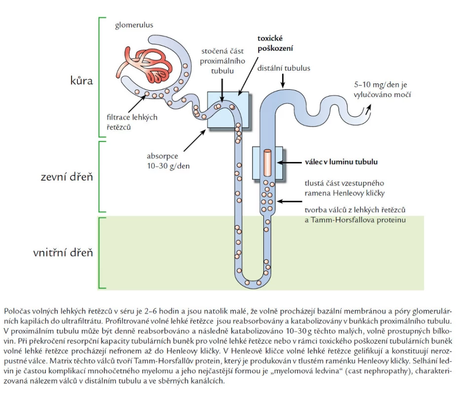 Fyziologický stav metabolizmu lehkých řetězců.