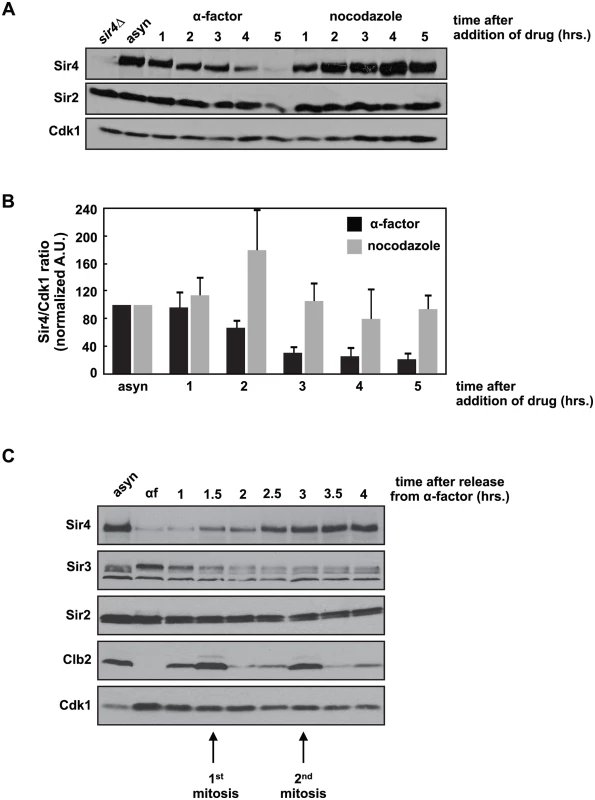 Sir4 protein is degraded during a prolonged arrest in G1 and takes two cell cycles to recover after release from the arrest.