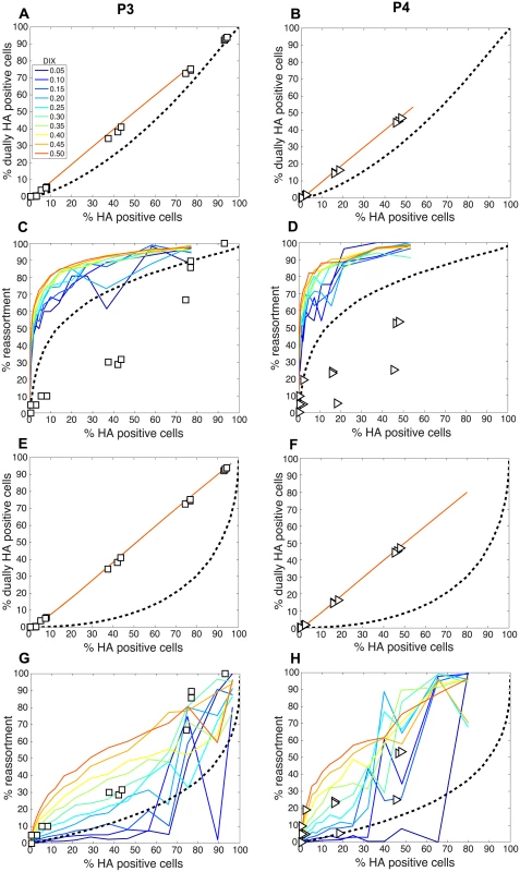 Comparison of modeled and experimentally determined relationships among % HA positive cells, % dually HA positive cells and % reassortment in the presence of DI particles.