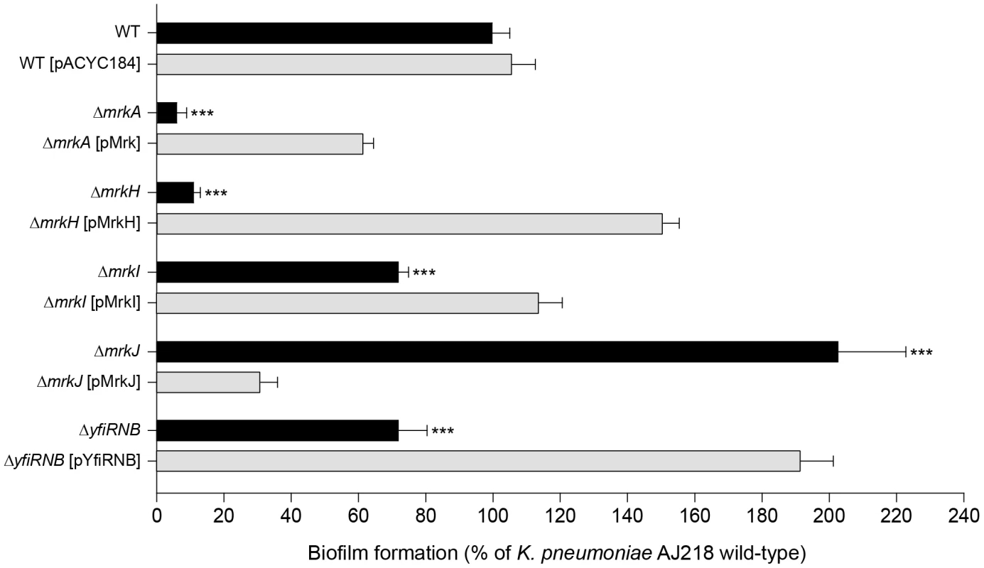 Biofilm formation by <i>K. pneumoniae</i> AJ218.