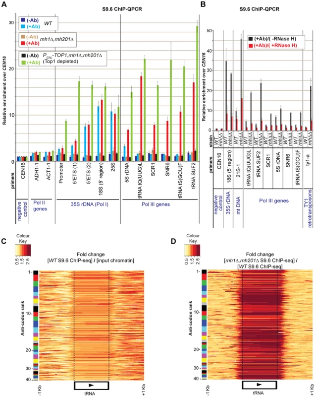 R-loops generated by RNA Polymerase III are substrates for cellular RNase H.