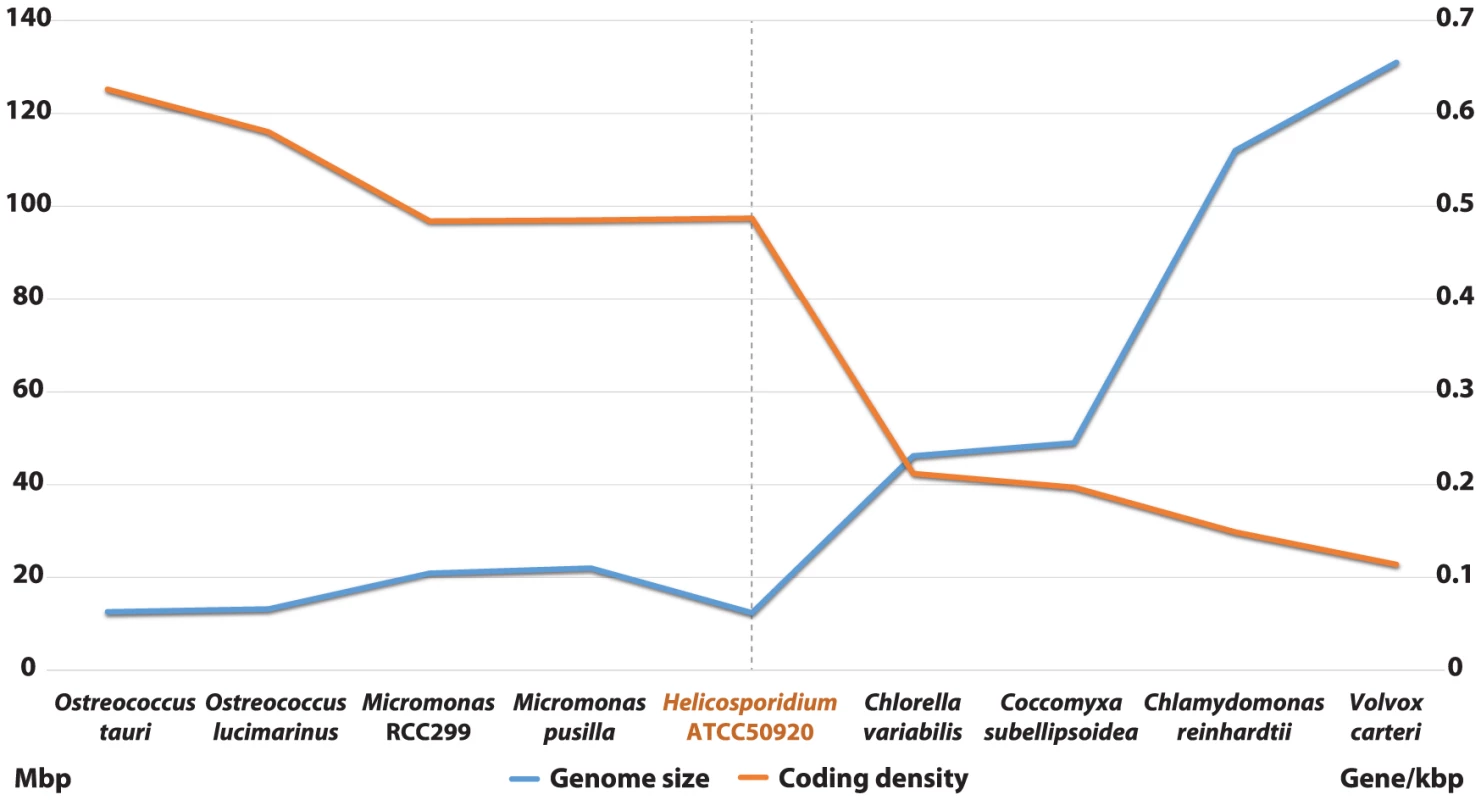 Inversed correlation between size and coding density in sequenced green algal genomes.