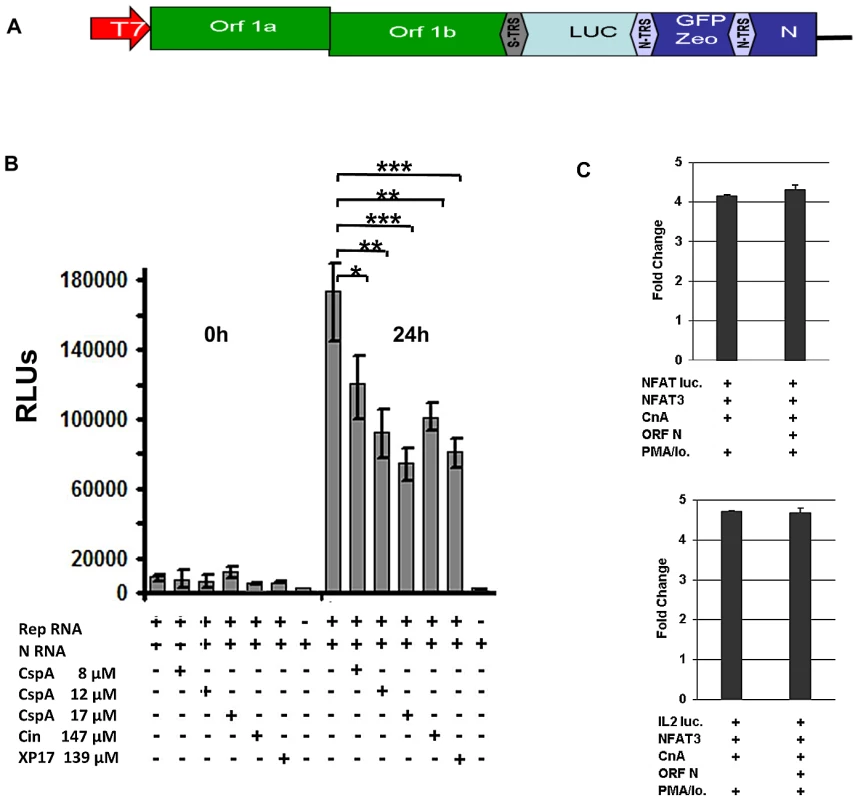 Effect of Cyclosporin A on human SARS-CoV replicon.