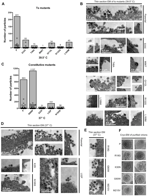Electron microscopic analysis of particle formation by selected conditionally and constitutively non-viable CA mutants.