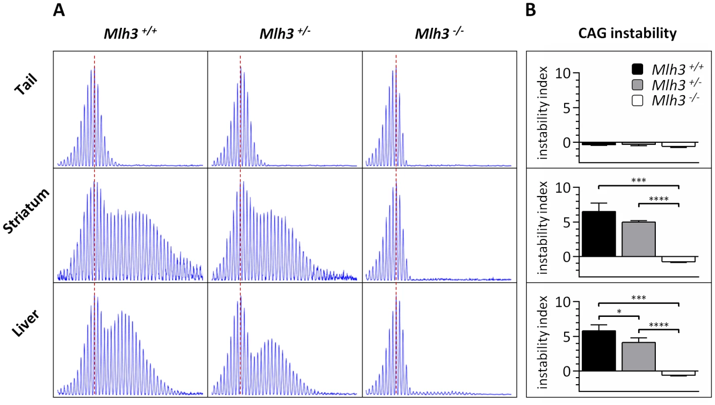 <i>Mlh3</i> is required for striatal and liver <i>HTT</i> CAG repeat instability in B6.<i>Hdh<sup>Q111/+</sup></i> mice.