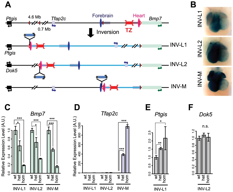 Inversion alleles reallocate the target of the heart enhancer.