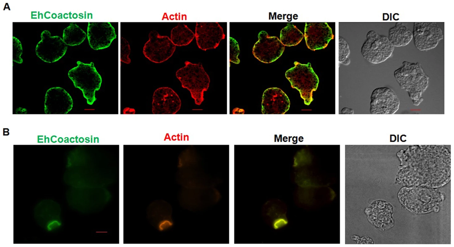 Localization of EhCoactosin in <i>E. histolytica</i> trophozoites.