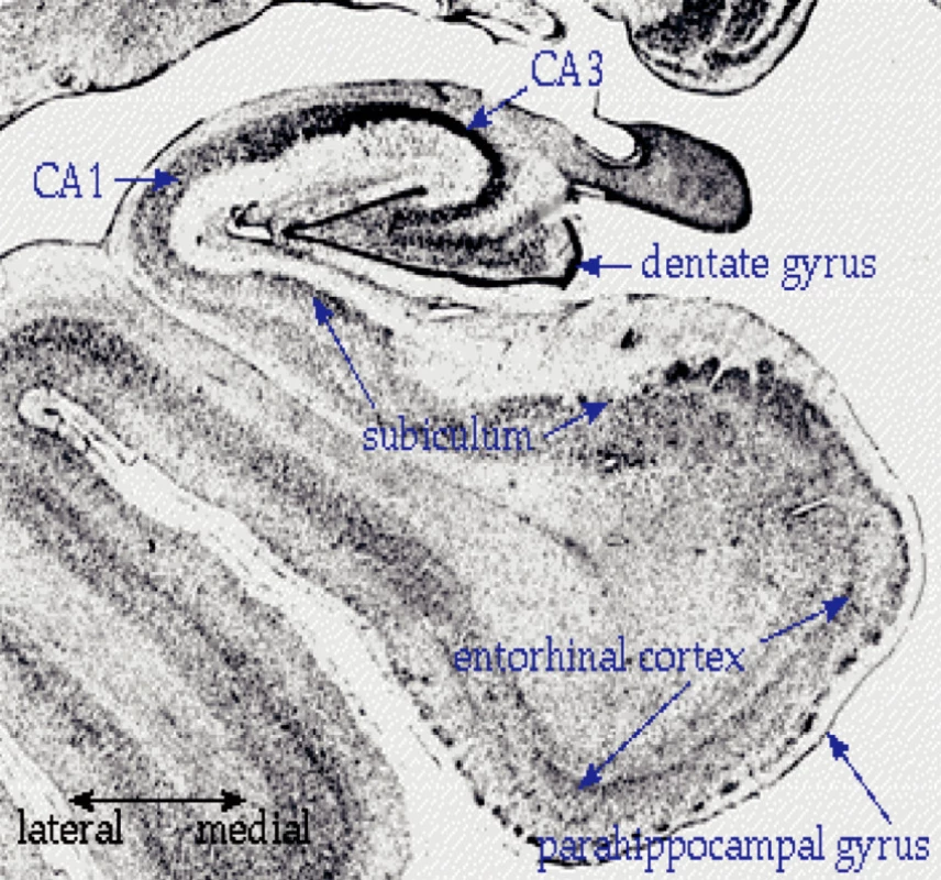 Hipokampální formace
CA 1,
CA 3 beze změn,
Dentata gyrus Fascia dentata,
Subiculum Subiculum,
Entorhinal cortex Entorhinální kůra,
Parahippocampal gyrus G, parahippocampalis,
Lateral Laterální,
Medial Mediální