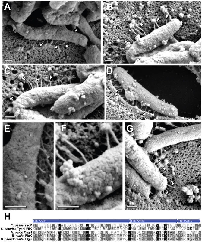 Analysis of pili formed by a Δ<i>cagH</i> mutant strain.
