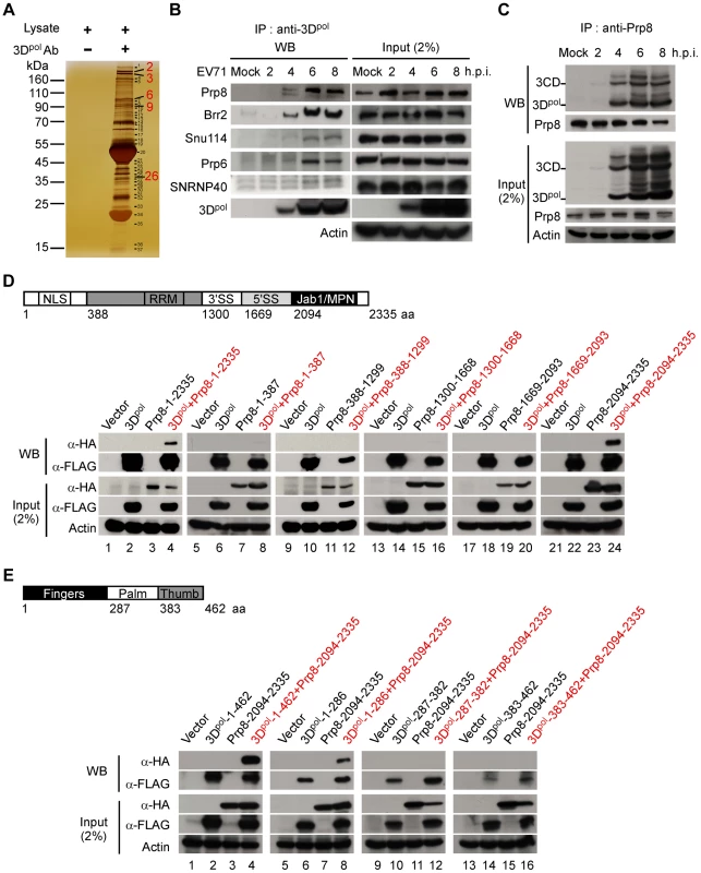 3D<sup>pol</sup> associates with the nuclear protein Prp8.