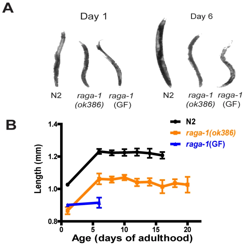 Size of adult animals over the lifespan for wild-type N2, <i>raga-1(ok386)</i>, and <i>raga-1</i>(GF).