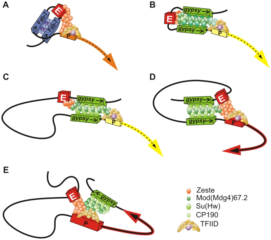 Model describing the mechanisms of enhancer blocking by the <i>gypsy</i> insulator.
