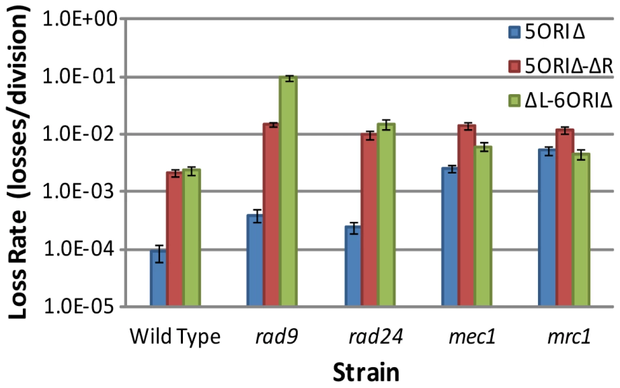 Comparisons of loss rates of ORIΔ derivatives in checkpoint mutants.