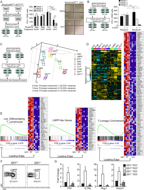 Gfi1 is required to enforce ICN1 activation of lymphoid genes.