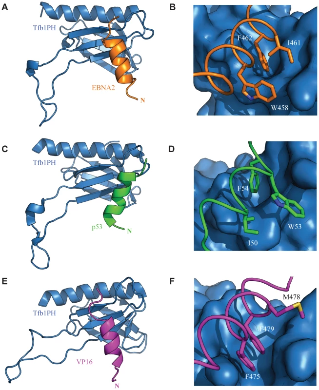 Comparison of the TADs of p53, VP16 and EBNA2 in complex with Tfb1PH.