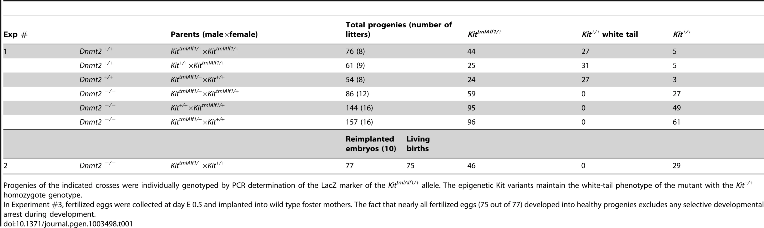 Kit epigenetic variants are not generated in the <i>Dnmt2<sup>−/−</sup></i> genotype.
