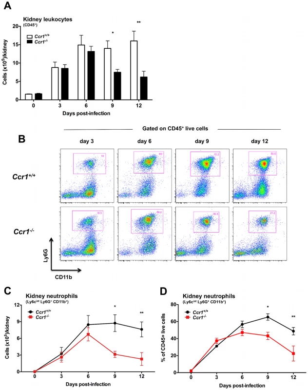 Ccr1 mediates neutrophil accumulation in the kidney at late time-points post-infection.