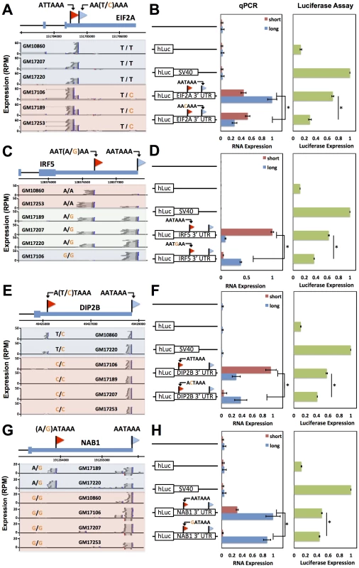 Natural genetic variation in alternative polyadenylation.