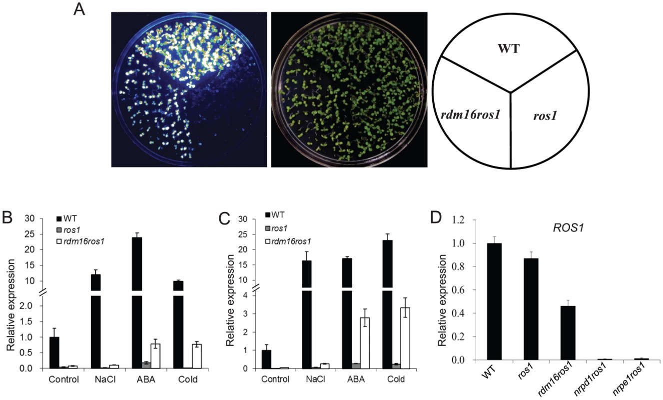 Mutation of <i>RDM16</i> partially releases the transcriptional silencing of <i>RD29A-LUC</i> transgene and endogenous <i>RD29A</i> in <i>ros1</i> mutant background.