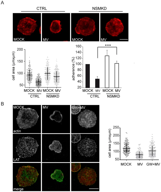 MV-mediated NSM activation accounts for the loss of spreading responses.