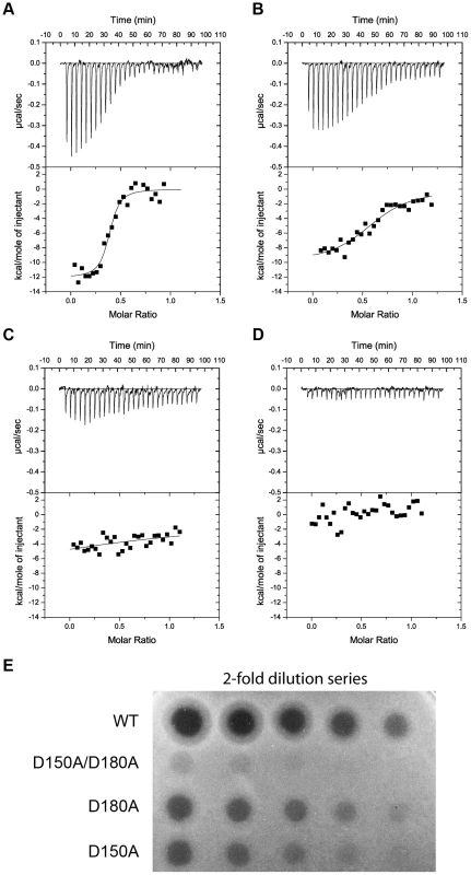 Binding of the CPA at the C-terminal sugar binding motifs, C1 and C2, is critical to pyocin L1 cytotoxicity.
