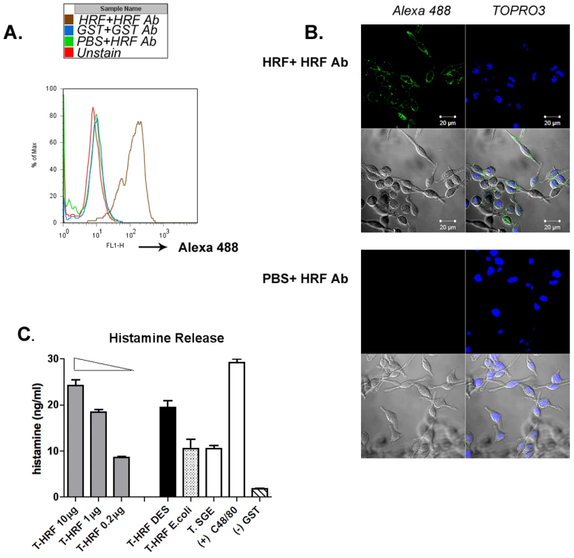 tHRF binds to basophils and stimulates histamine release.