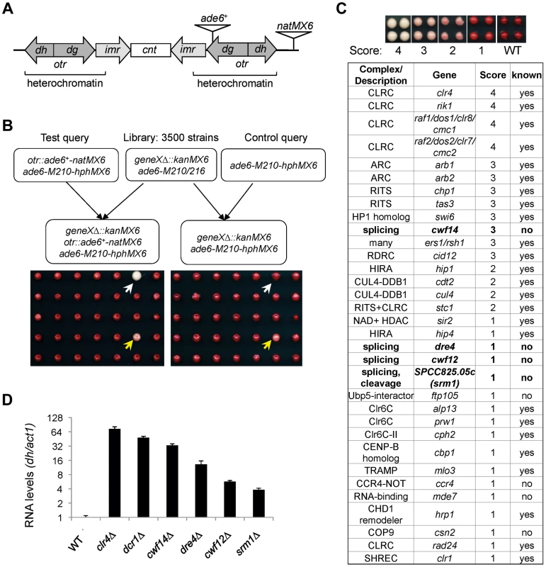 A genetic screen for nonessential genes required for pericentric heterochromatin silencing in fission yeast.