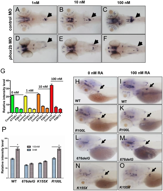 Impaired differentiation in the SCG due to <i>phox2b</i> deficiency is not rescued by retinoic acid.