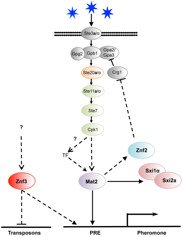 Znf3 regulates pheromone expression activating the pheromone signaling cascade and promotes transposon silencing.