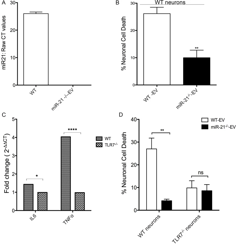 In vitro neurotoxicity assays with exosomes from bone marrow derived macrophage (BMDM) cultures.