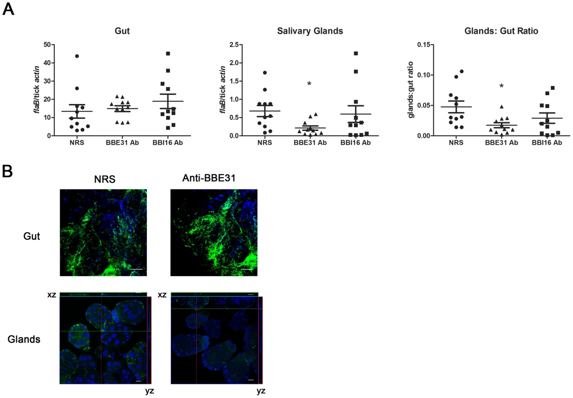 BBE31 antibodies block <i>B.burgdorferi</i> migration from <i>I.scapularis</i> gut to the salivary glands.