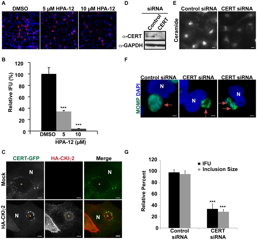 CERT function is required for <i>C. trachomatis</i> replication.