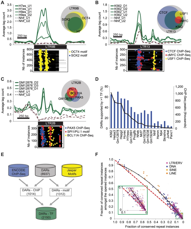 DARs are enriched for binding motifs, occupied by TFs, and show sequence conservation.