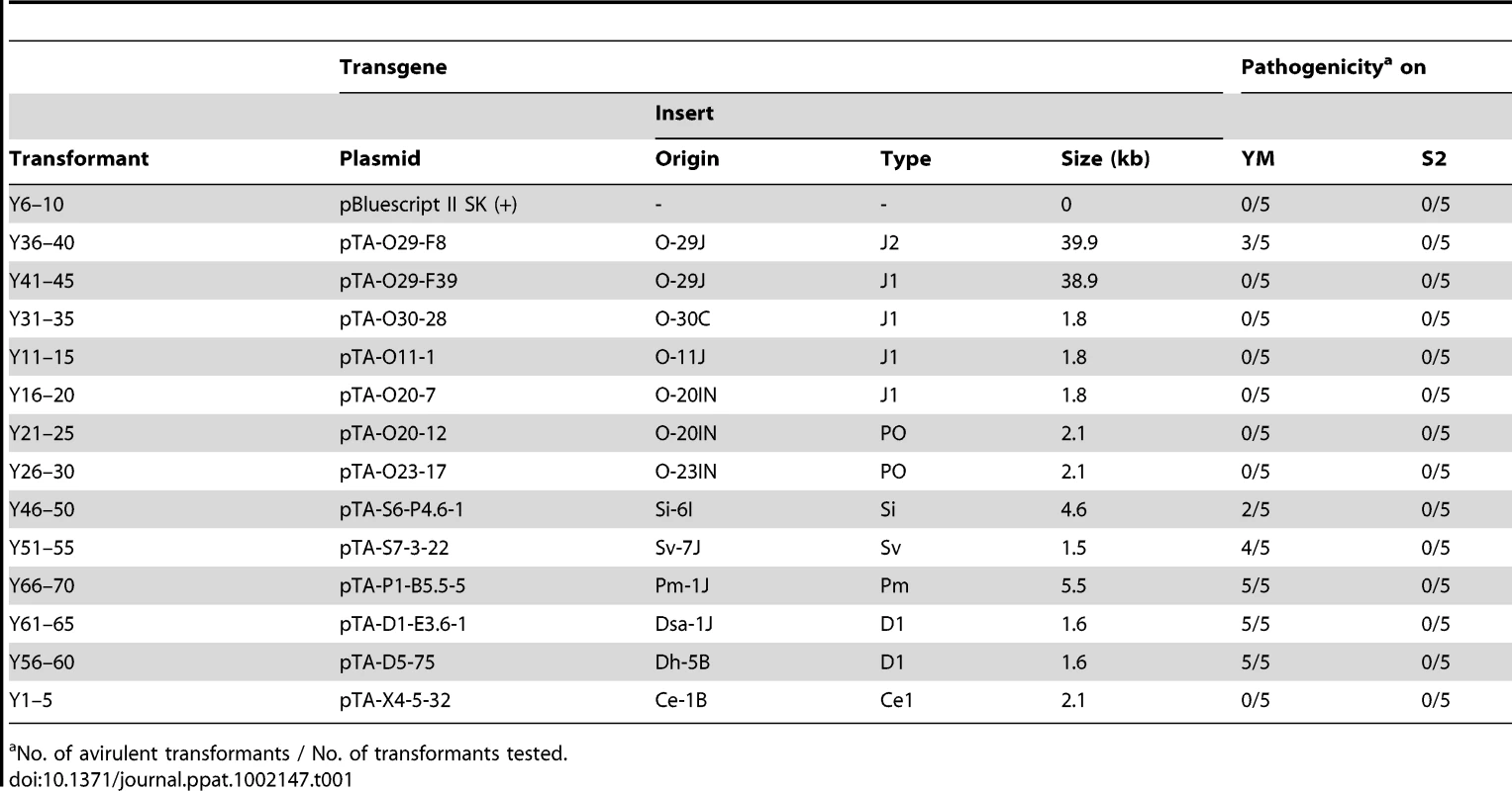 Transformants of rice isolate P-2b (O-8J) with <i>AVR-Pita</i> homologs and their pathogenicity on rice cvs. Yashiromochi (YM) and Shin2 (S2).