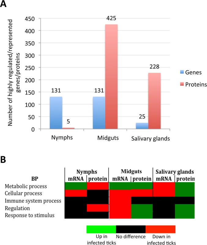 Tissue-specific effect of <i>A</i>. <i>phagocytophilum</i> infection on tick biological processes.
