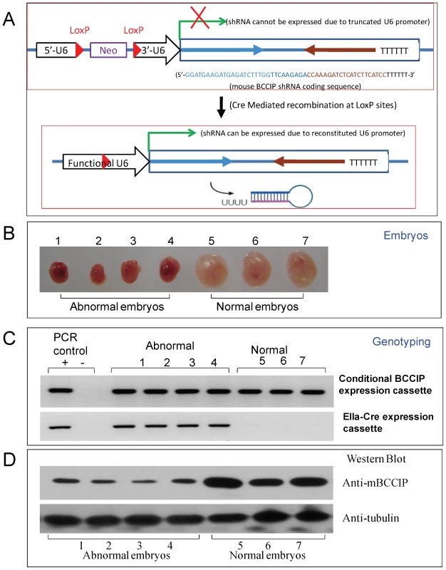 Construction of a LoxP-Cre mediated conditional BCCIP knockdown mouse line.