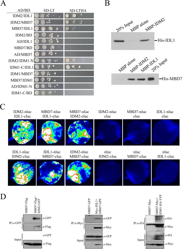 Protein-protein interactions between IDM1, IDM2, IDL1 and MBD7.