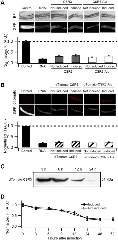 Ability of CSR3 and CSR3-Ala to interfere with <i>gfp</i> silencing in <i>gfp</i>-transgenic <i>C</i>. <i>elegans</i> (strain RT476) expressing GFP under an intestine-specific promoter.