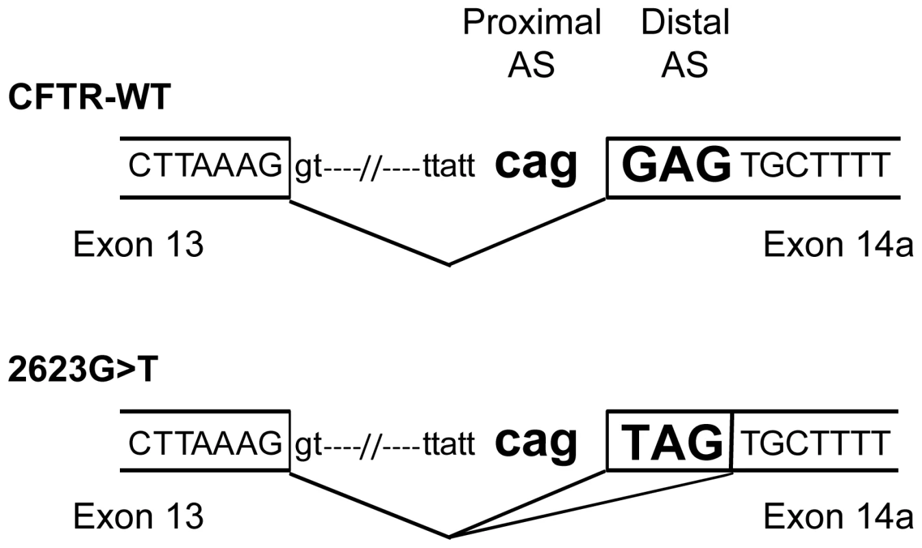 Schematic representation of the intron 13/exon 14a junction.