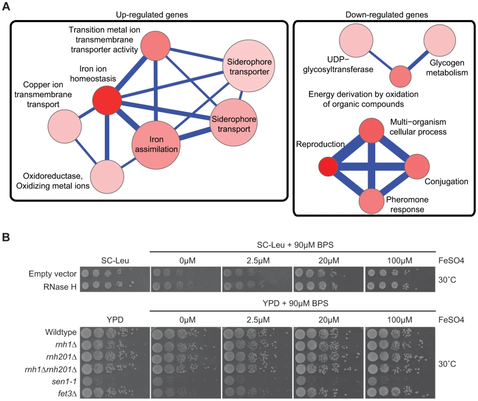 Pathways altered at the transcript level by RNase H overexpression.