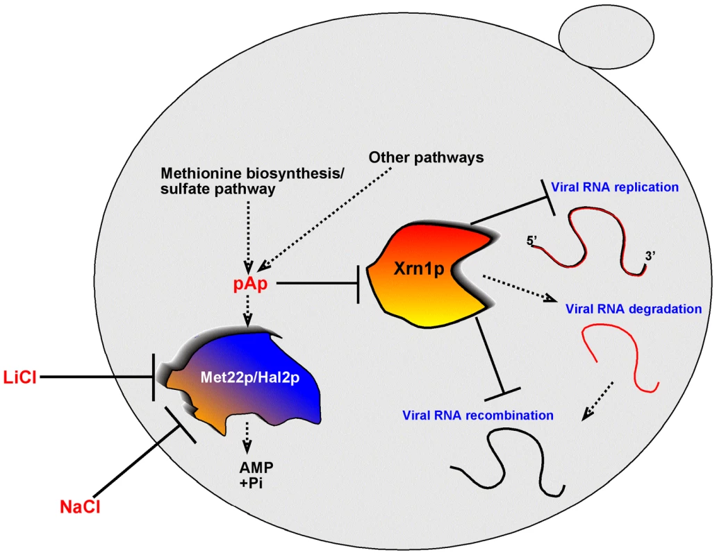 A model explaining the role of the yeast Met22p bisphosphate-3′-nucleotidase in TBSV recombination, based on regulation of the activity of Xrn1p 5′-to-3′ exoribonuclease in the cytosol.